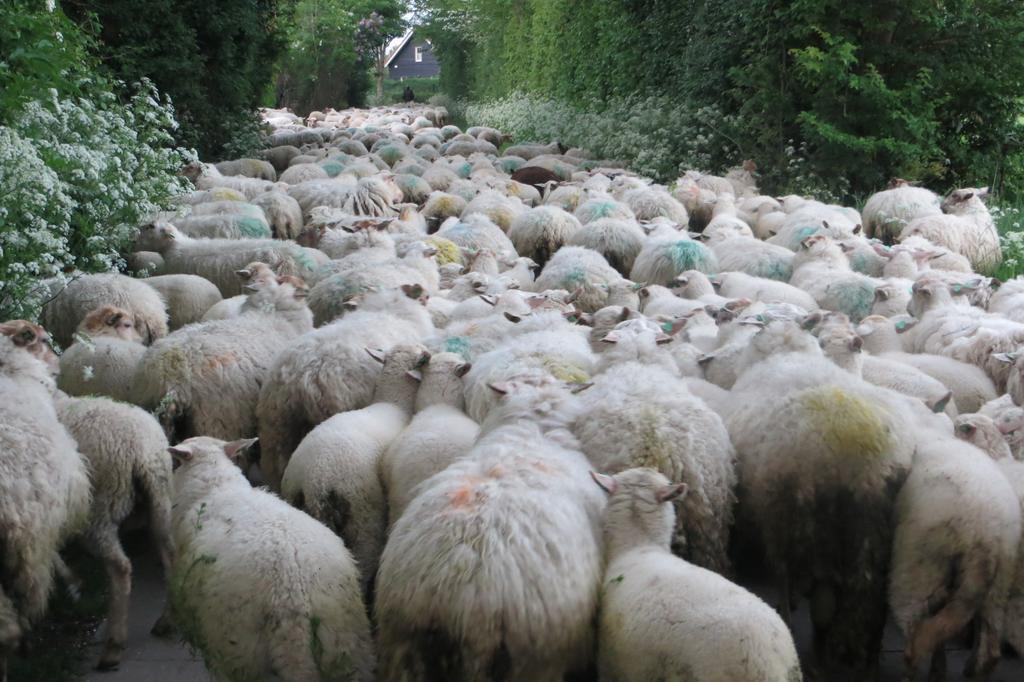 Boerderijcamping Plantlust Veere Oda fotoğraf