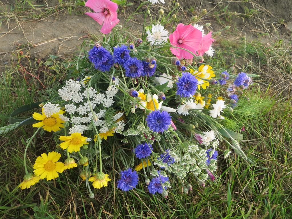 Boerderijcamping Plantlust Veere Oda fotoğraf